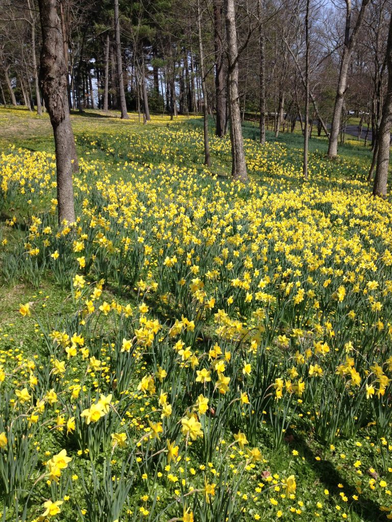 Thousands of Spring Daffodils